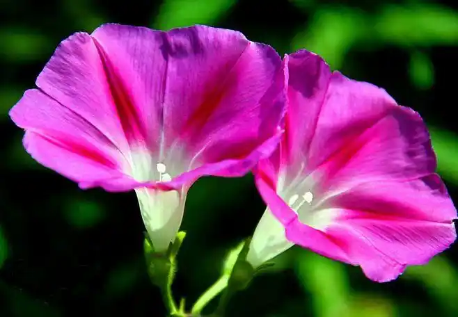 郊外的牵牛花 小清新桌面壁纸图片(9)_风景壁纸 - 55壁纸大全 #壁纸