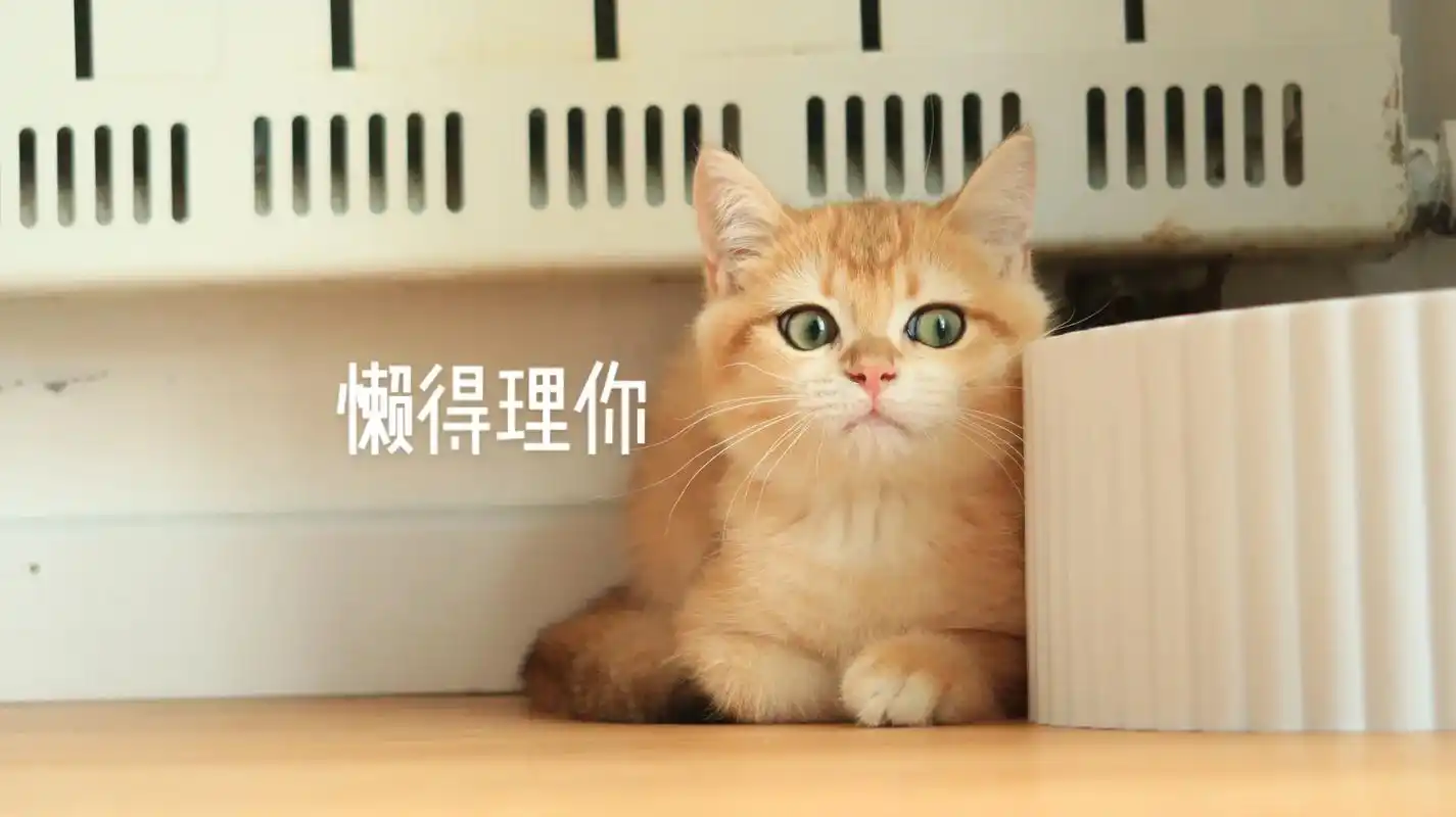 猫咪表情包已为大家准备好 这么可爱又傲娇的小猫咪不考虑多看一 - 抖