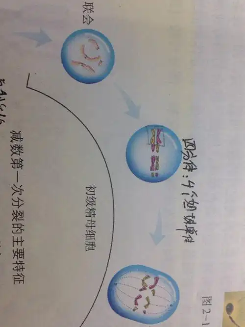 减一前期 中期 后期中,哪个有四分体