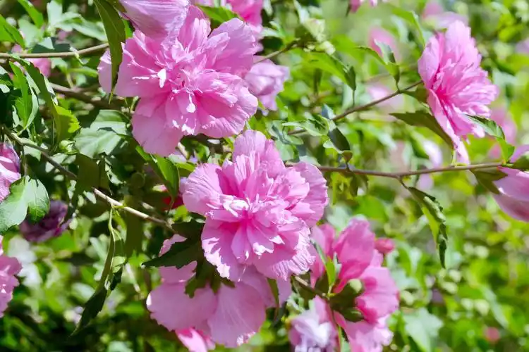 美丽的木槿花_高清图集_新浪网