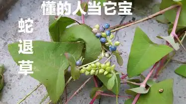 蛇退草别名拦路虎毒蛇遇到它也要逃走价值好多人不知