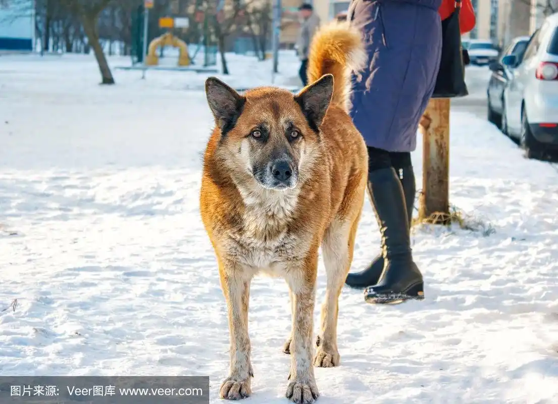 大红狗站在雪地上