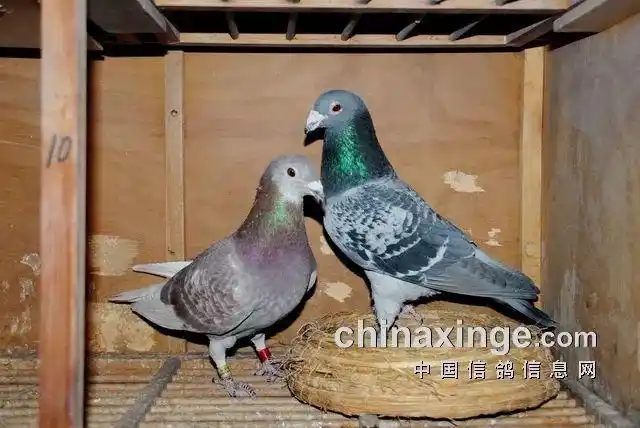 北京李国民鸽舍的名血名鸽鉴赏