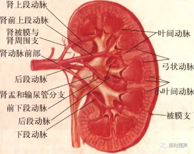 肾积水|肾动脉|输尿管|肾脏|疾病|解剖|诊断|血管|声像|实质|检查