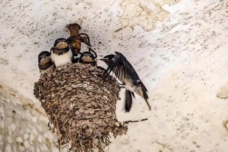 小燕子为何飞来飞去南方过冬春回北方一直在南方不好吗