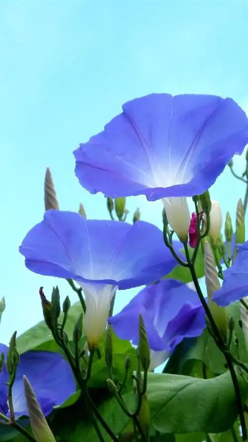 壁纸 蓝色牵牛花,天空背景 2560x1920 hd 高清壁纸, 图片, 照片