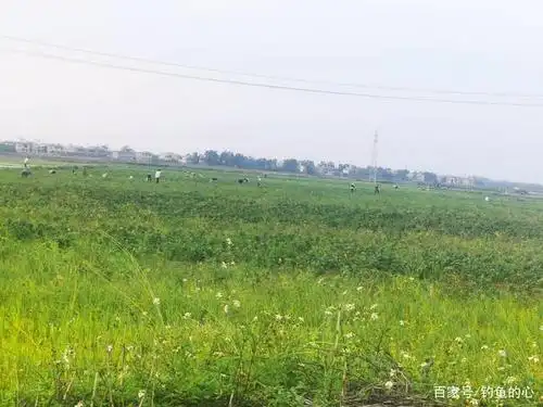 田野里,辛勤的农民忙于劳作.