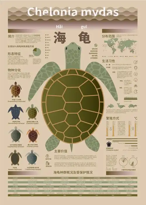 海洋生物科普信息图表|平面|信息图表|杨得得 - 原创作品 - 站酷