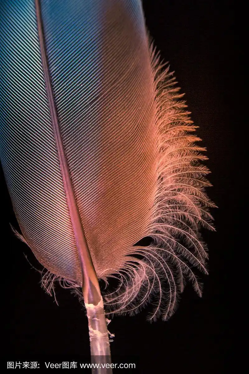 一根羽毛的特写