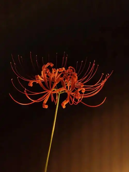 彼岸花丨一朵有故事的幽暗之花