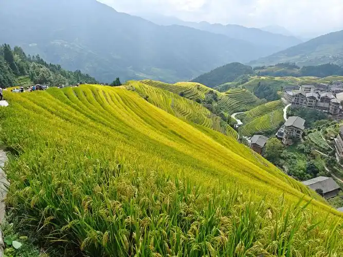 #龙脊梯田 #大好河山风景如画 金九银十,五谷丰登,祝福祖国 - 抖音