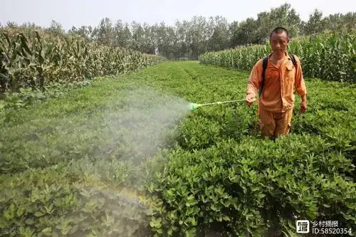 花生可以叶面喷施尿素吗正确方法很有效注意合适的时间和浓度