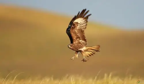 草原雄鹰