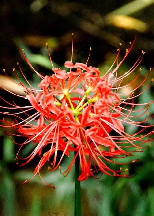 彼岸花,开一千年,落一千年,花叶永不相见,情不为因果,缘注定生死.