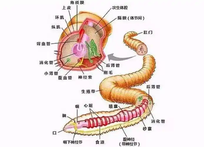 鸡如果吃了水蛭,水蛭可以钻破鸡的肠胃吗?_农村_身体_昆虫