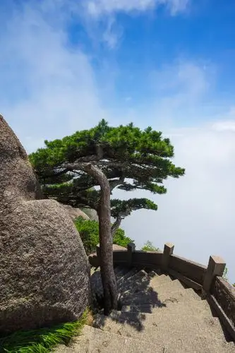 黄山奇松黄山不只有迎客松还有许许多多形态各异生长于悬崖怪石之上的