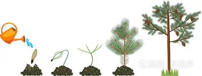 松树的生命周期.从种子到成熟的松果的植物生长