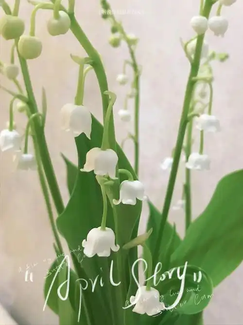 铃兰花新的一月好消息总会如期而至