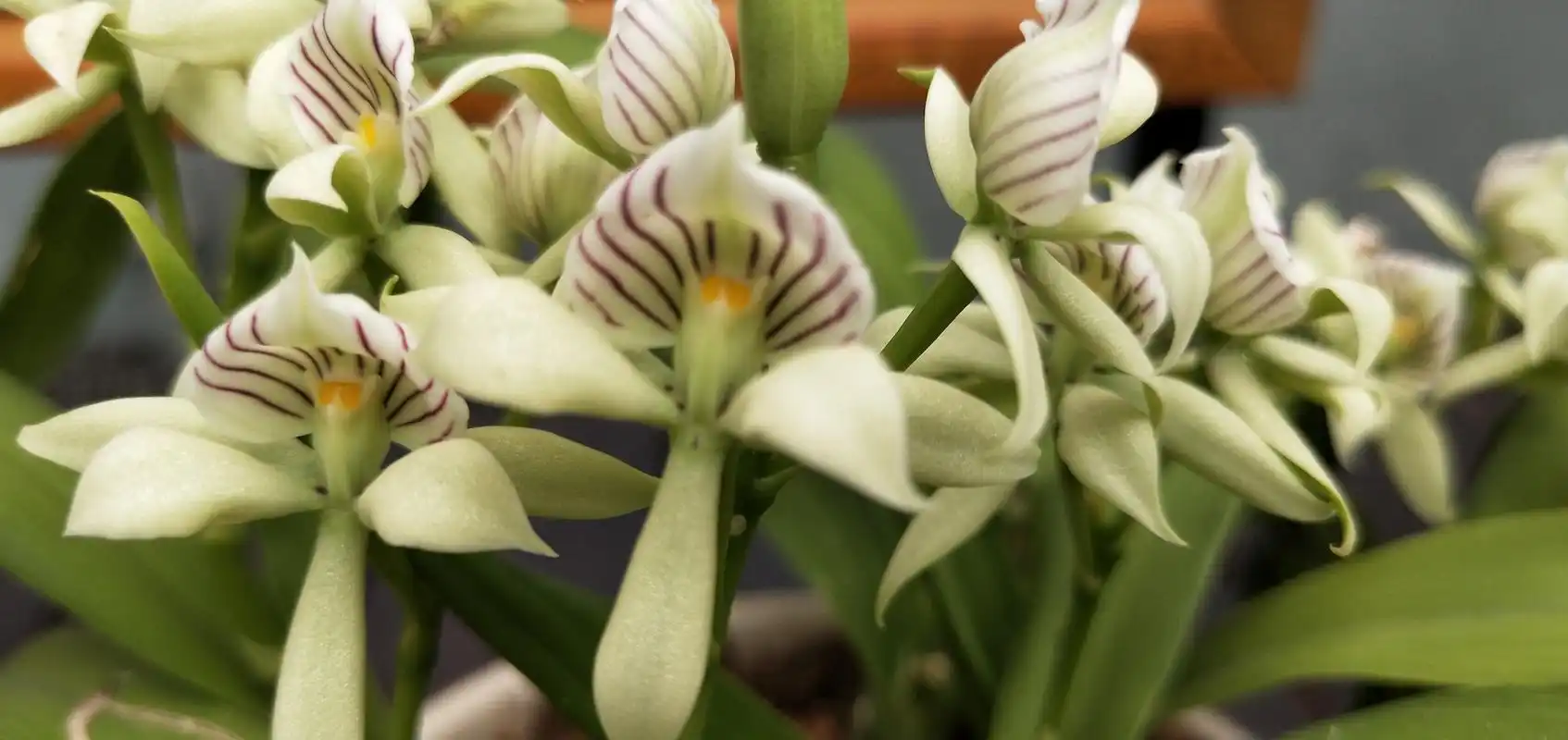 章鱼兰的花姿独特品种稀有,是观赏价值极高的兰科花卉