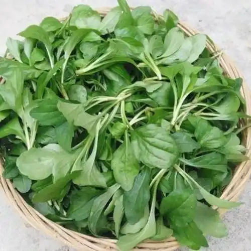 上海南汇马兰头3斤新鲜路边菊鸡儿肠凉拌冷拼沙拉小食菜3斤