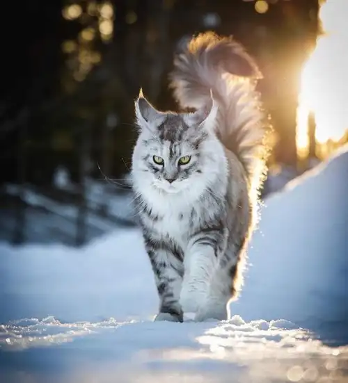 看够了萌萌的喵星人来看看霸气的雪地小狮子缅因猫超帅