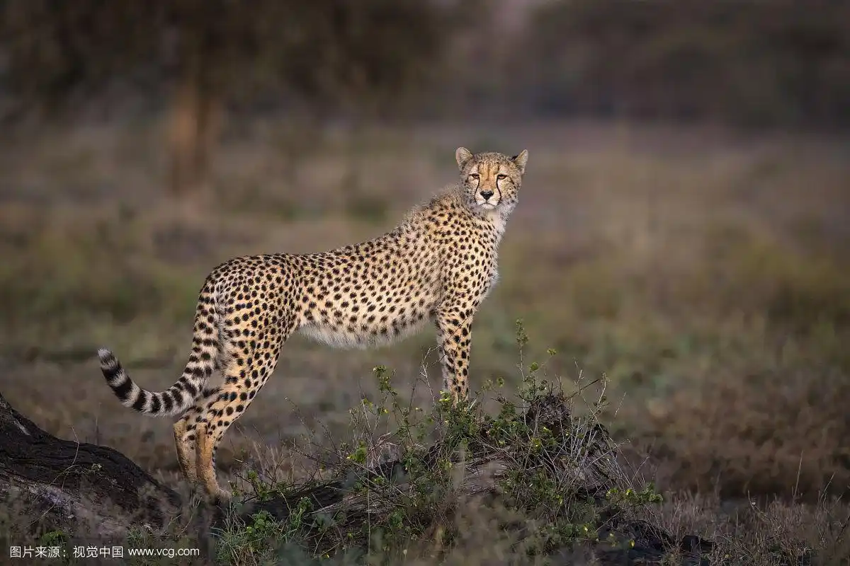 好奇猎豹侧面图