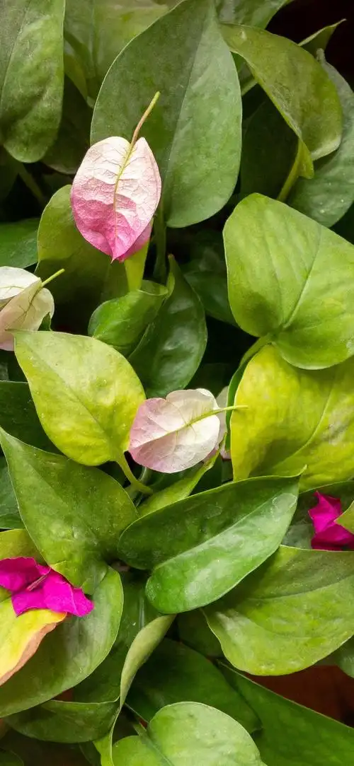 绿色的叶子,粉红色的花瓣 1125x2436 iphone 11 pro/xs/x 壁纸,图片