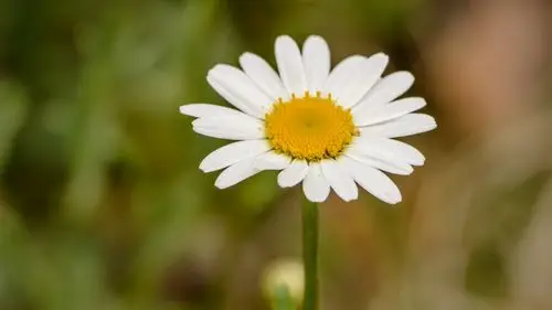 唯美高清雏菊图片-花卉壁纸-高清花卉图片-第8图-娟娟