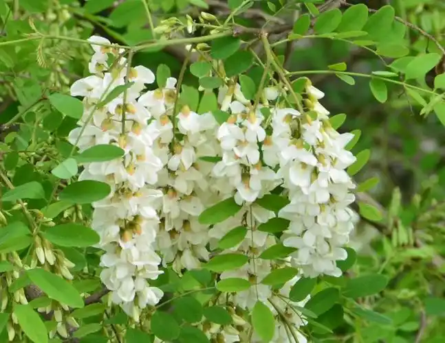 白中透绿的洋槐花