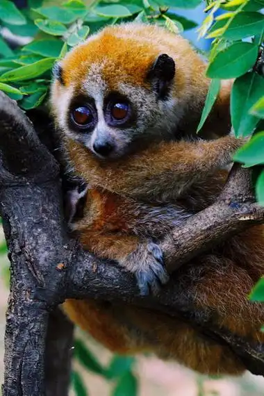 云南珍稀动物----昆明动物博物馆