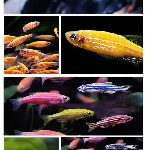 观赏鱼小型热带鱼斑马鱼活体绿翡翠糖果斑马淡水鱼练手鱼冷水鱼 柠檬