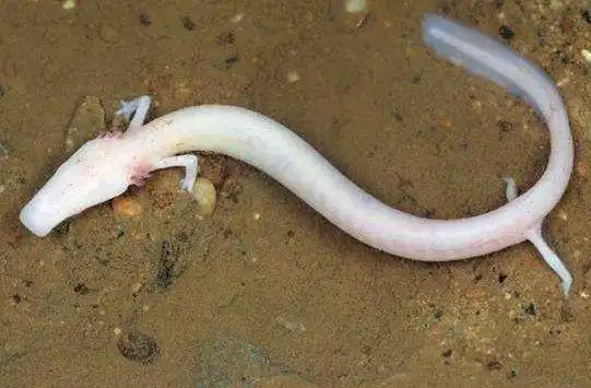 龙会不会一直藏在深海,所以才一直没有被发现?