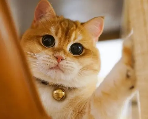 这金灿灿的金渐层小猫咪这么漂亮是镀金了吧!