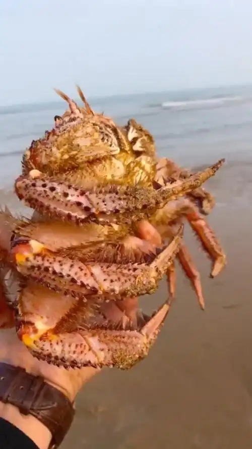 这是不是长毛的帝王蟹我也敢问啊