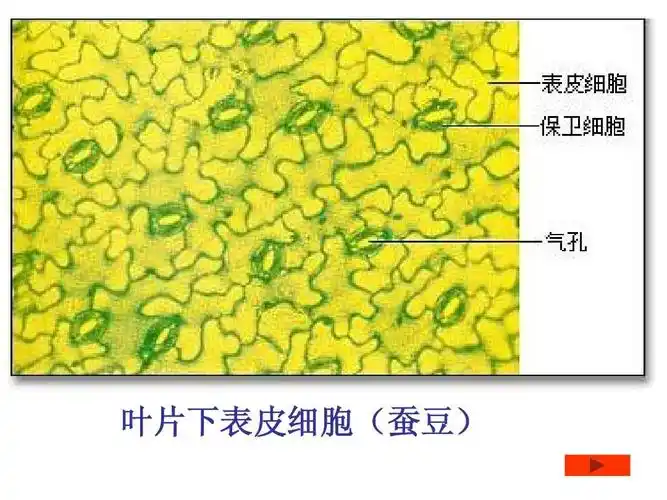 第二节植物光合作用的场所ppt