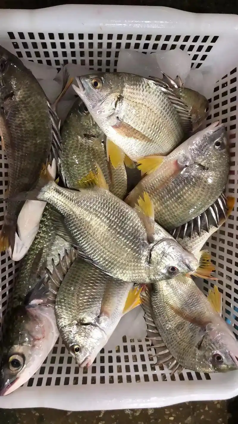 海鲜今天降价了919191.