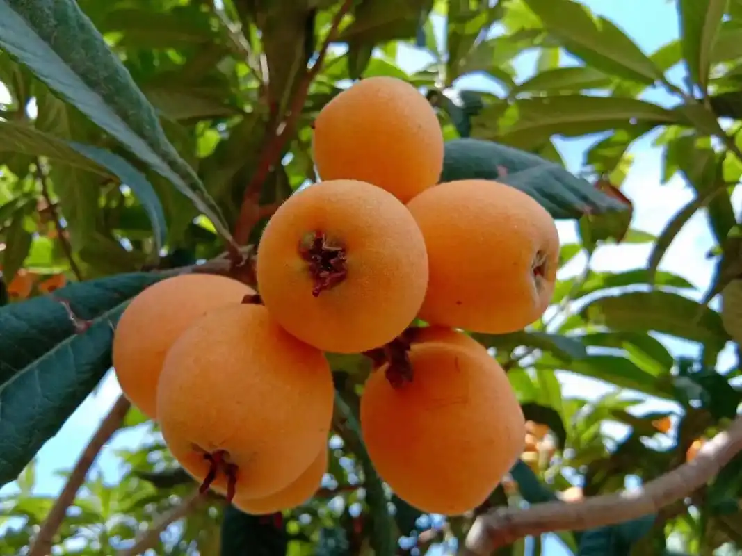 自家种的大枇杷[吃瓜] 可零卖可装箱邮寄[礼物] 价格实惠17 - 抖音