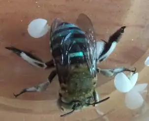 体黑色,头,胸,腹部多处被蓝色毛及毛斑.翅深褐色,前缘颜色较深.