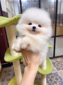 博美犬俊介 狐狸狗白色 家养的一窝 可以挑选 驱虫做好了 喜