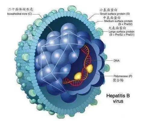 2019年世界肝炎日