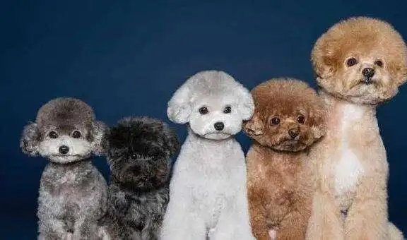 "泰迪"和"比熊"养哪个好?实话告诉你,两者差别好大!