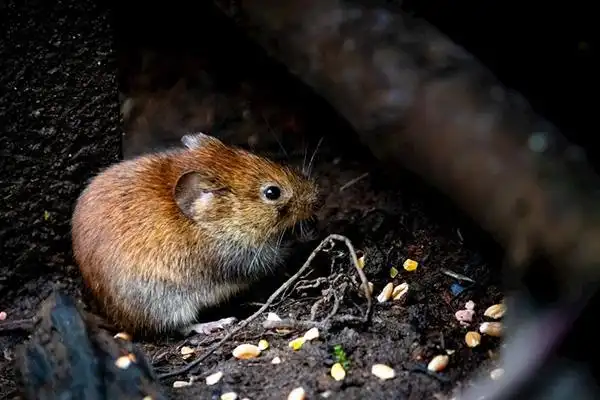 说到老鼠,相信很多人都不陌生,不论是在农村还是在城市,都能够经常
