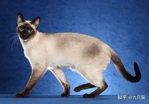 可以看到,thai仍旧比现在市面上常见有销售的"传统暹罗猫"其体型要