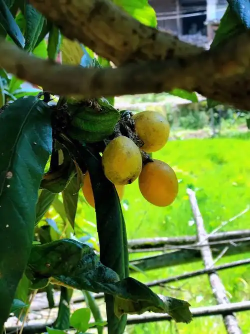 村口的一棵枇杷树,兴许是酸,满树的果子都还挂在树上,采几支带回家又