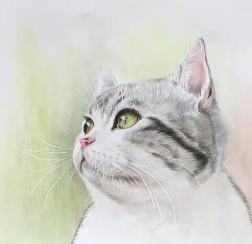 猫咪彩铅画