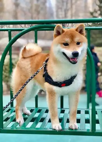 降价有偿转让超可爱豆柴柴犬-朝阳双井可来看狗品相.