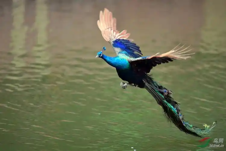 活跃在西双版纳原始森林中的孔雀飞姿