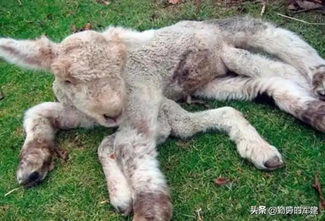 切尔诺贝利核电站爆炸后,变异的动物成什么样子了?