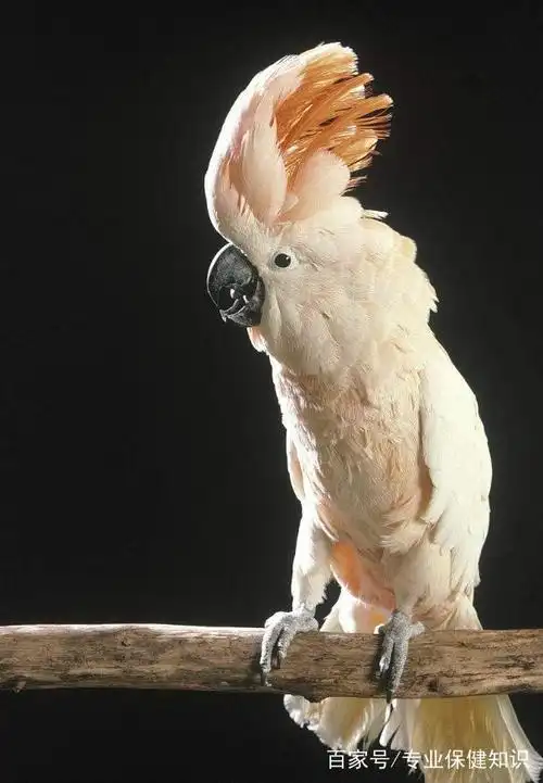 摩鹿加凤头鹦鹉好看的壁纸:身体的主要颜色为白色!