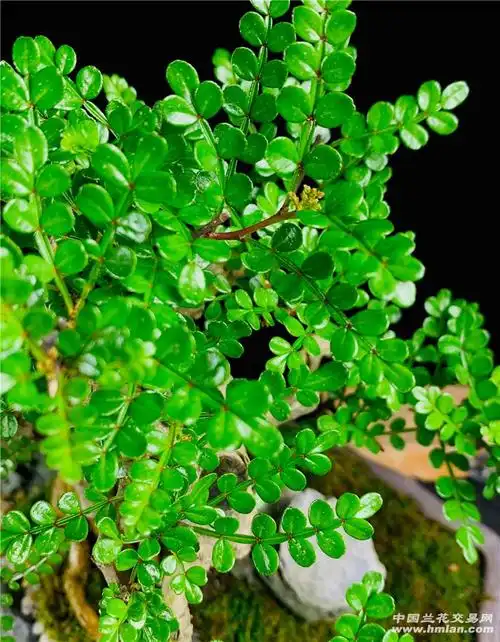 清香木阳台小品盆景